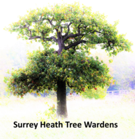 Surrey Heath Tree Wardens