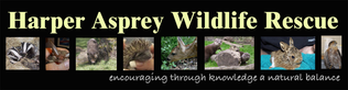 Harper Asprey Wildlife Rescue